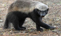 高尔夫平头哥最新爆料,揭秘高尔夫界神秘力量背后的真相