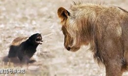 高尔夫平头哥最新爆料,揭秘高尔夫界神秘力量背后的真相